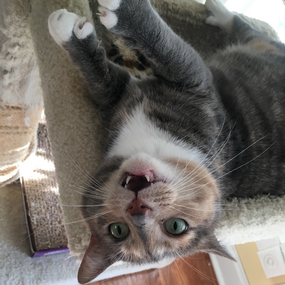 Meet your Posher, Kristi - Picture 2 of 2